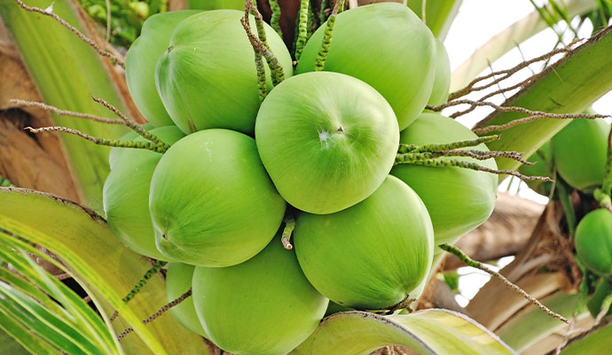 Fresh Green Coconut